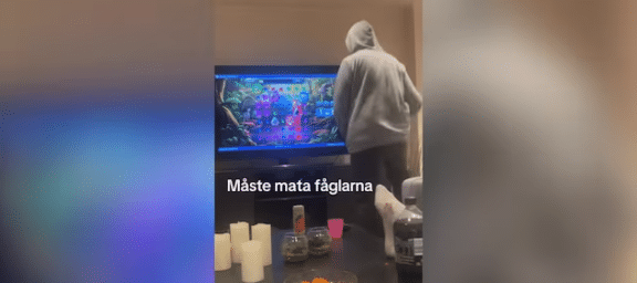 Trend på TikTok om att ”Mata fåglarna” lockar unga till nätcasino